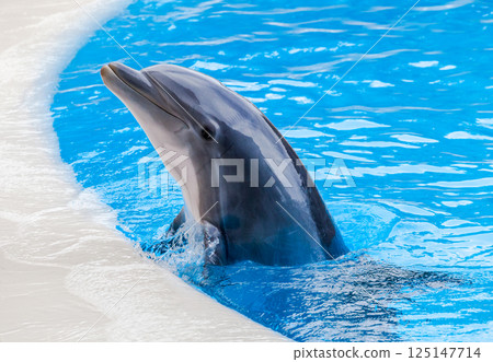 PUERTO DE LA CRUZ, TENERIFE ISLAND, SPAIN - December 12, 2015 - Trained dolphins perform at water show PUERTO DE LA CRUZ, TENERIFE ISLAND, SPAIN - December 12, 2015 - Trained dolphins perform at water show 125147714