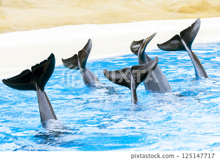 PUERTO DE LA CRUZ, TENERIFE ISLAND, SPAIN - December 12, 2015 - Trained dolphins perform at water show 125147717