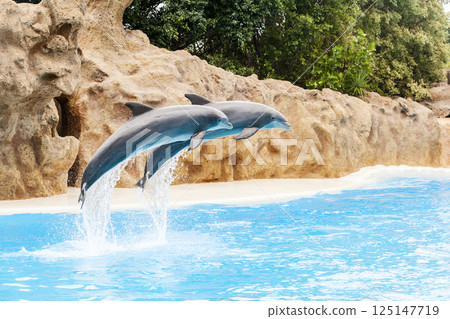PUERTO DE LA CRUZ, TENERIFE ISLAND, SPAIN - December 12, 2015 - Trained dolphins perform at water show 125147719