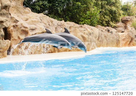 PUERTO DE LA CRUZ, TENERIFE ISLAND, SPAIN - December 12, 2015 - Trained dolphins perform at water show 125147720