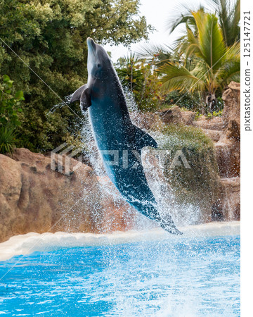 PUERTO DE LA CRUZ, TENERIFE ISLAND, SPAIN - December 12, 2015 - Trained dolphins perform at water show 125147721