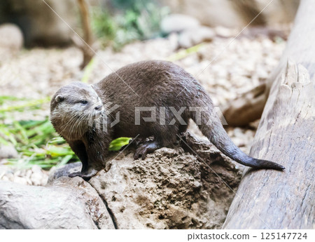 Brown otter looking away from the camera 125147724