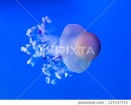 Close up of a white jellyfish 125147725