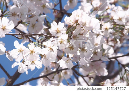 閃耀在藍天的櫻花 125147727