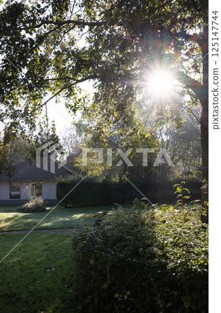 Morning light through trees creates an enchanting atmosphere in a serene garden with vibrant flora Morning light through trees creates an enchanting atmosphere in a serene garden with vibrant flora 125147744