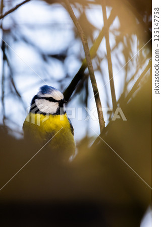 A Colorful Blue Tit Bird is Perched Gracefully Among Lush Green Branches in Nature A Colorful Blue Tit Bird is Perched Gracefully Among Lush Green Branches in Nature 125147758