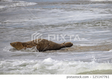 Eierland, De Cocksdorp, Texel, The Netherlands, Oktober 28th, 2024, A Seal Comfortably Relaxing on 125147761