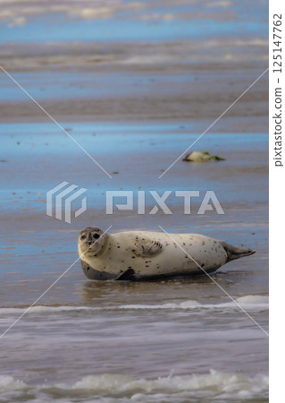 Eierland, De Cocksdorp, Texel, The Netherlands, Oktober 28th, 2024, A seal is seen relaxing 125147762