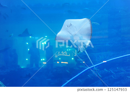 A stingray behind glass at an oceanarium in a shopping mall 125147933