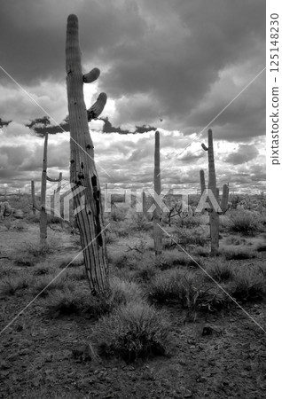 Sonora Desert Arizona in Infrared Sonora Desert Arizona in Infrared 125148230