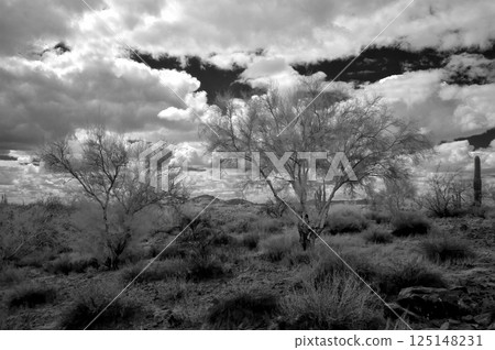 Sonora Desert Arizona in Infrared Sonora Desert Arizona in Infrared 125148231