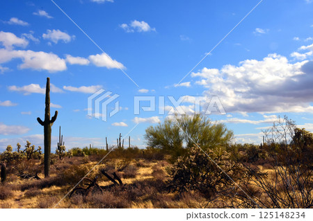 Landscape Sonora Desert Arizona Landscape Sonora Desert Arizona 125148234