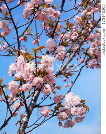 Kamatari Sakura (Kisarazu City) 125148306