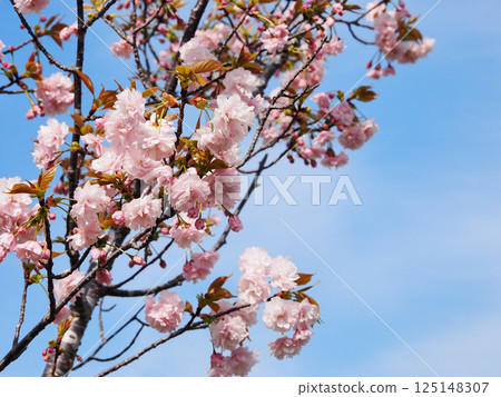 鐮足櫻（木更津市） 125148307