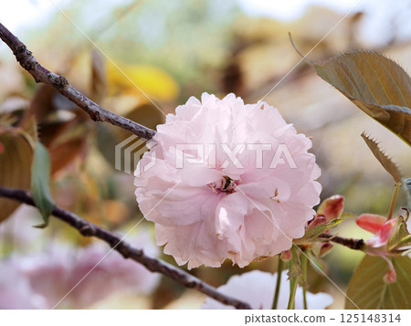 鐮足櫻(木更津市) 鐮足櫻(木更津市) 125148314