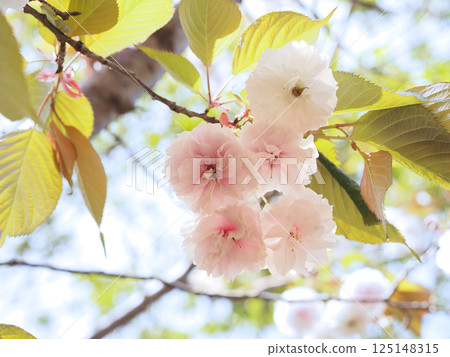 鐮足櫻（木更津市） 125148315