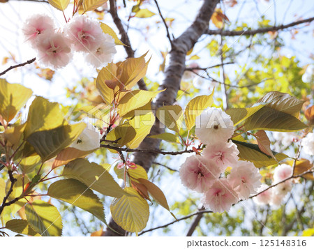 Kamatari Sakura (Kisarazu City) 125148316