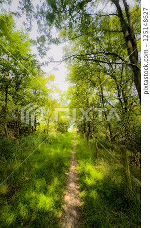 A Serene and Beautiful Forest Pathway Surrounded by Lush Greenery and Natures Wonders A Serene and Beautiful Forest Pathway Surrounded by Lush Greenery and Natures Wonders 125148627