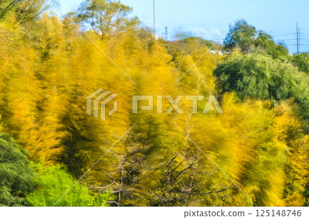 Yokohama cityscape in Japan: Spring storm...Yellow bamboo forest swaying in the strong wind. Other trees are green with new leaves = April 15th Yokohama cityscape in Japan: Spring storm...Yellow bamboo forest swaying in the strong wind. Other trees are green with new leaves = April 15th 125148746