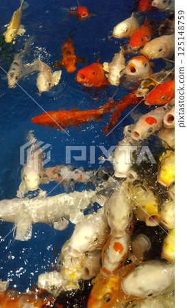 Flock of carp 125148759