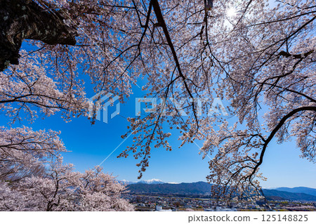 長野縣春日公園櫻花盛開的景色 125148825