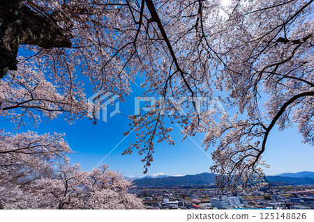 長野縣春日公園櫻花盛開的景色 125148826