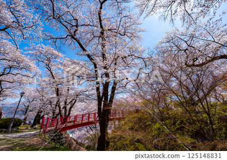 長野縣春日公園櫻花盛開的景色 125148831