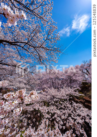 Scenery of cherry blossoms in full bloom at Kasuga Park in Nagano Prefecture Scenery of cherry blossoms in full bloom at Kasuga Park in Nagano Prefecture 125148839