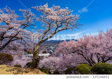 長野縣春日公園櫻花盛開的景色 125148851