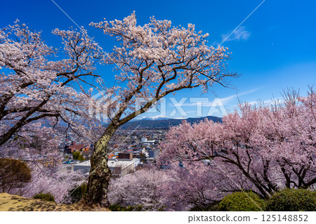 長野縣春日公園櫻花盛開的景色 125148852