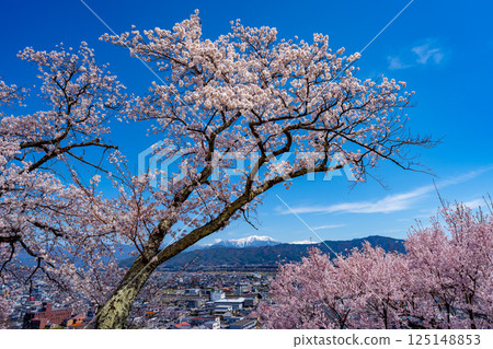 長野縣春日公園櫻花盛開的景色 125148853