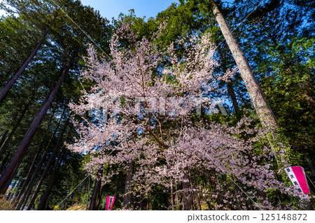 長野縣春日公園櫻花盛開的景色 125148872