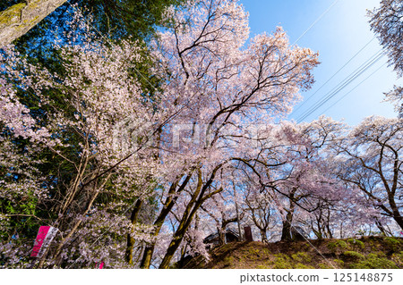 Scenery of cherry blossoms in full bloom at Kasuga Park in Nagano Prefecture Scenery of cherry blossoms in full bloom at Kasuga Park in Nagano Prefecture 125148875