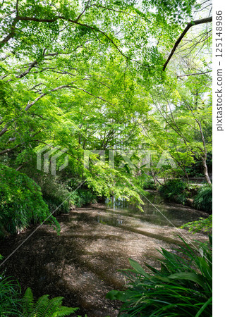 神奈川縣川崎市多摩區春天藍天下的生田綠地背後的池塘 125148986