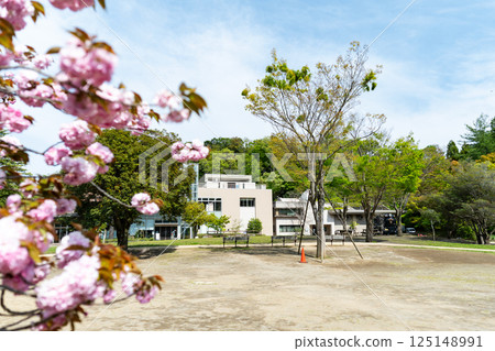 Kawasaki Science Museum and double cherry blossoms under the blue spring sky, Tama Ward, Kawasaki City, Kanagawa Prefecture Kawasaki Science Museum and double cherry blossoms under the blue spring sky, Tama Ward, Kawasaki City, Kanagawa Prefecture 125148991