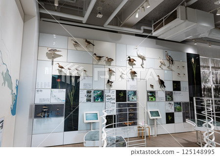 川崎市科學館內,一樓展覽:水邊的鳥兒,春天的藍天,神奈川縣川崎市多摩區 川崎市科學館內,一樓展覽:水邊的鳥兒,春天的藍天,神奈川縣川崎市多摩區 125148995