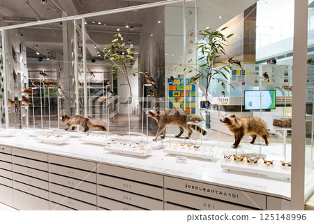 川崎市科學館內,一樓展覽:狸貓與春天的藍天,神奈川縣川崎市多摩區 川崎市科學館內,一樓展覽:狸貓與春天的藍天,神奈川縣川崎市多摩區 125148996