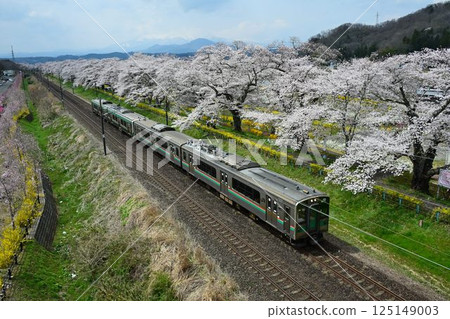 白石川河畔盛開的染井吉野櫻,以及經過一人千本櫻的火車 白石川河畔盛開的染井吉野櫻,以及經過一人千本櫻的火車 125149003