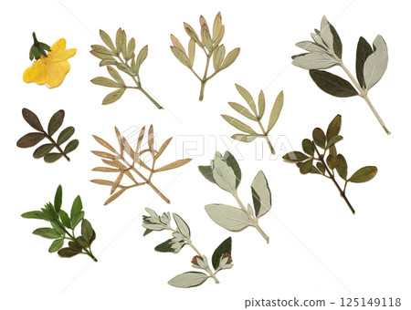 Pressed and dried leaves isolated on white background. For use in floral patterns, herbariums, scrapbooking. Pressed and dried leaves isolated on white background. For use in floral patterns, herbariums, scrapbooking. 125149118