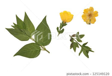 Pressed and dried leaves isolated on white background. For use in floral patterns, herbariums, scrapbooking. Pressed and dried leaves isolated on white background. For use in floral patterns, herbariums, scrapbooking. 125149120