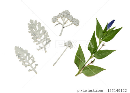 Pressed and dried leaves isolated on white background. For use in floral patterns, herbariums, scrapbooking. Pressed and dried leaves isolated on white background. For use in floral patterns, herbariums, scrapbooking. 125149122