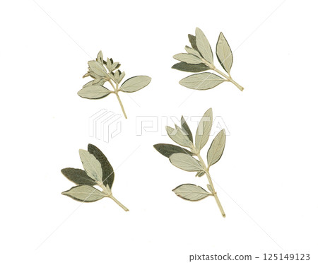 Pressed and dried leaves isolated on white background. For use in floral patterns, herbariums, scrapbooking. Pressed and dried leaves isolated on white background. For use in floral patterns, herbariums, scrapbooking. 125149123