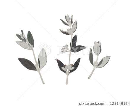 Pressed and dried leaves isolated on white background. For use in floral patterns, herbariums, scrapbooking. 125149124