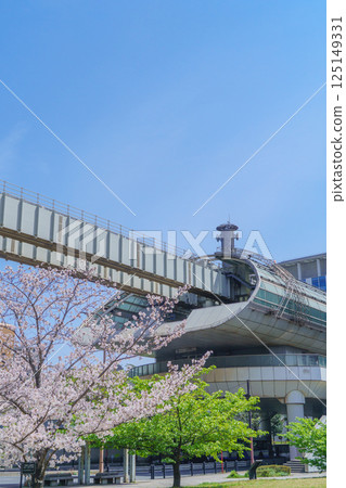 [Chiba City, Chiba Prefecture] Cherry blossoms at Miyakogawa Park and Chiba City Monorail, Prefectural Office Station 125149331