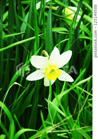Narcissus flower against green grass in spring 125149500