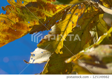 Yellow oak leaves bathed in sunlight 125149982