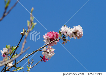 花桃 花桃 125149993