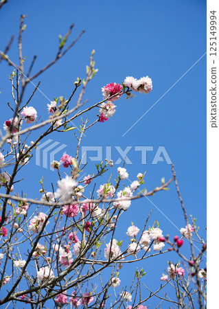 花桃 125149994