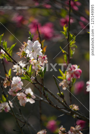 花桃 花桃 125149995