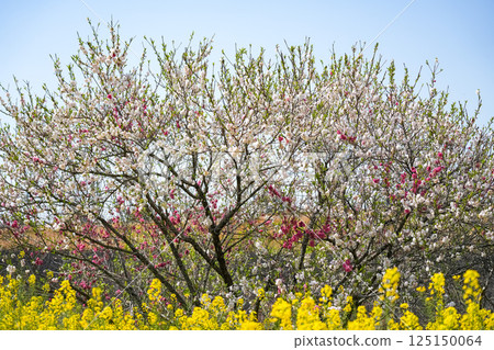 Flower peach 125150064